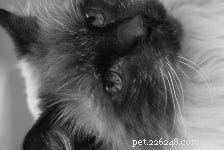 Meet Rags: The Inspiration Behind Floppycats.com