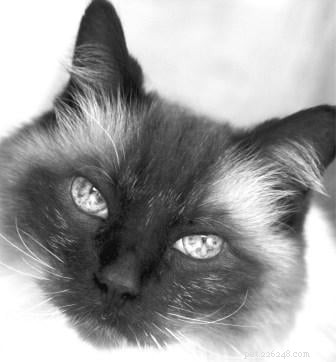 Meet Rags: The Inspiration Behind Floppycats.com
