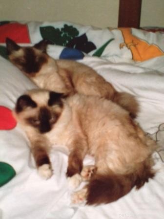Meet Rags: The Inspiration Behind Floppycats.com