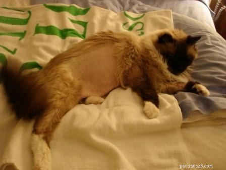 Meet Rags: The Inspiration Behind Floppycats.com