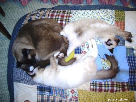 Meet Rags: The Inspiration Behind Floppycats.com