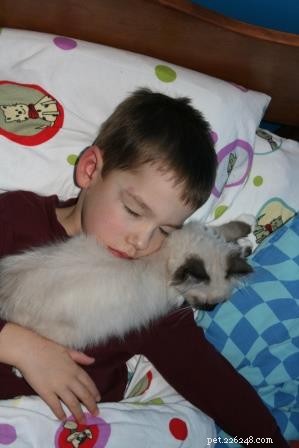 Meet Jingles: The Ragdoll Cat Who Won Hearts