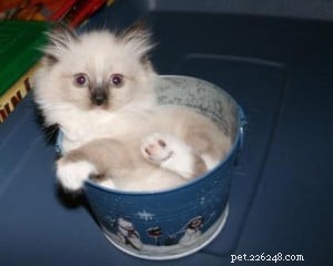 Meet Jingles: The Ragdoll Cat Who Won Hearts