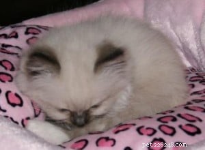 Meet Jingles: The Ragdoll Cat Who Won Hearts