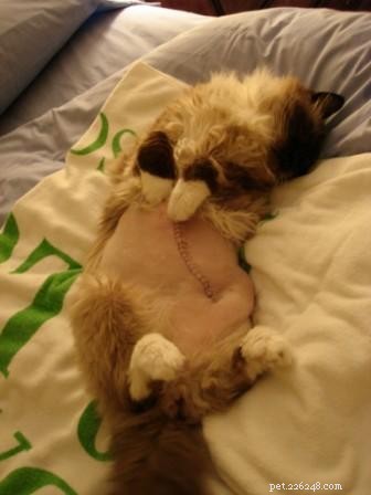 Meet Rags: The Inspiration Behind Floppycats.com