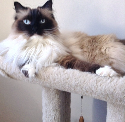 Meet Jingles: The Ragdoll Cat Who Won Hearts