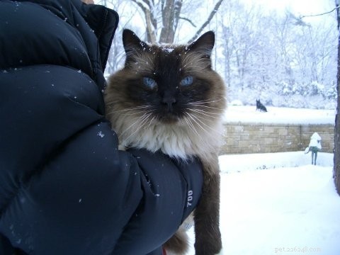 Meet Rags: The Inspiration Behind Floppycats.com