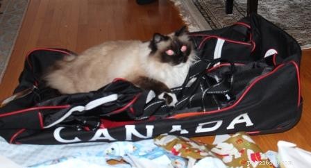 Meet Jingles: The Ragdoll Cat Who Won Hearts