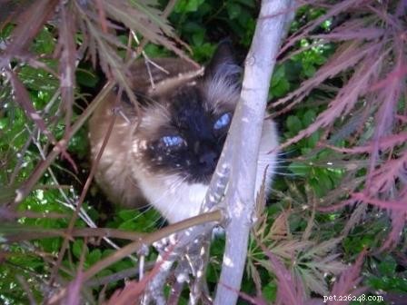 Meet Rags: The Inspiration Behind Floppycats.com