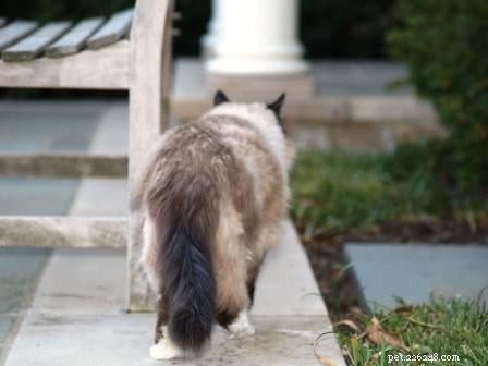 Meet Rags: The Inspiration Behind Floppycats.com