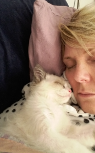 Kenzie the Ragdoll: Meet Your New Cuddle Companion