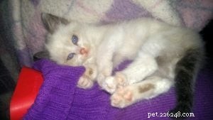Kenzie the Ragdoll: Meet Your New Cuddle Companion