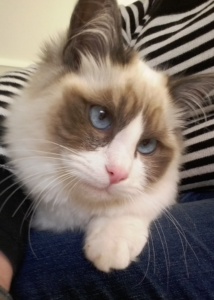 Kenzie the Ragdoll: Meet Your New Cuddle Companion