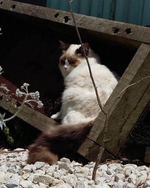 Kenzie the Ragdoll: Meet Your New Cuddle Companion