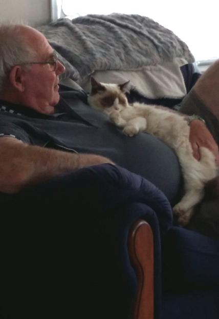 Kenzie the Ragdoll: Meet Your New Cuddle Companion