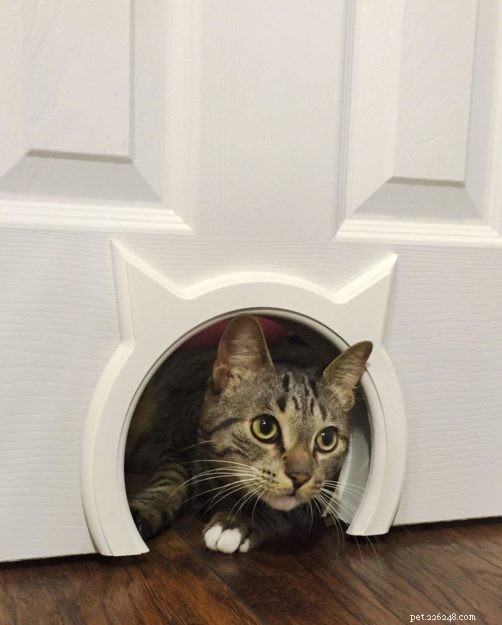 Effective Ways to Keep Your Dog From Entering the Cat Litter Box