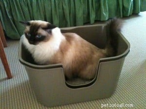 Expert Guide to Switching Your Cat’s Litter Brand