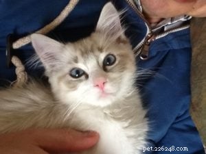 Meet Casper: The 4-Year-Old Ragdoll of the Week in Durham