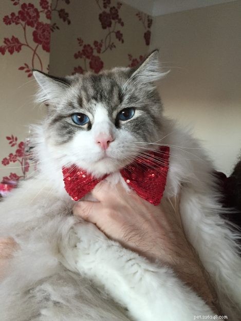 Meet Casper: The 4-Year-Old Ragdoll of the Week in Durham