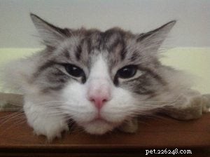 Meet Casper: The 4-Year-Old Ragdoll of the Week in Durham