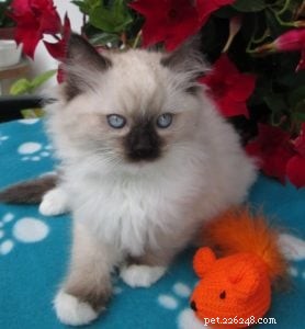 Meet Tallulah: Ragdoll Kitten of the Month