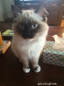 Meet Tallulah: Ragdoll Kitten of the Month