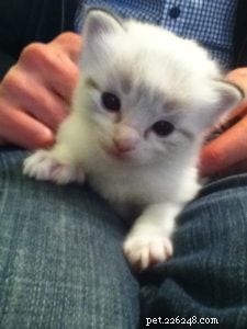 Meet Casper: The 4-Year-Old Ragdoll of the Week in Durham