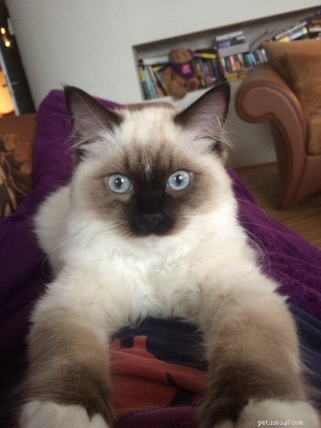 Meet Tallulah: Ragdoll Kitten of the Month
