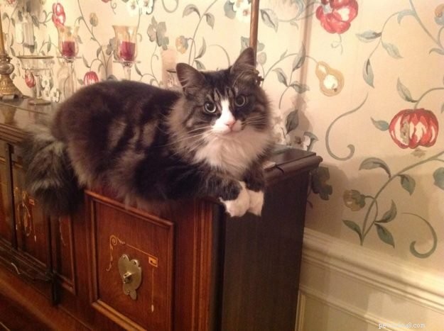 Meet Casper: The 4-Year-Old Ragdoll of the Week in Durham