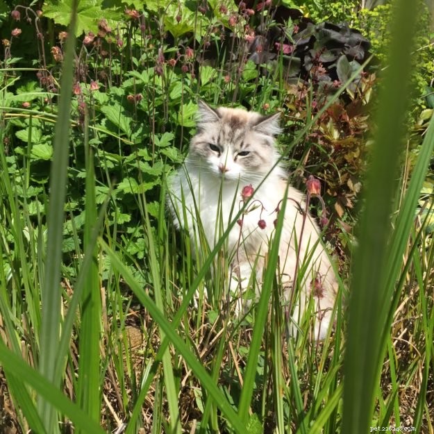 Meet Casper: The 4-Year-Old Ragdoll of the Week in Durham