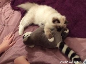 Meet Tallulah: Ragdoll Kitten of the Month