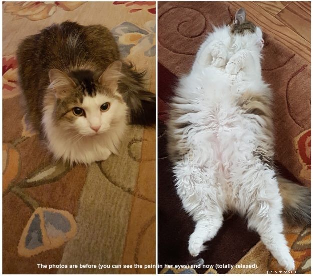 Cannabis Relief for Cats: Mariposa’s Journey to Health with Vet Sarah Brandon