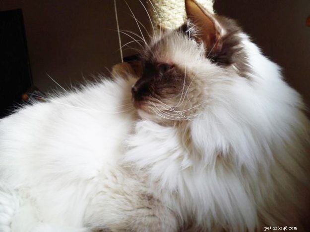 Meet Savannah: The Chocolate‑Point Ragdoll of the Week