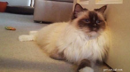 Meet Savannah: The Chocolate‑Point Ragdoll of the Week