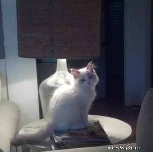 Meet Savannah: The Chocolate‑Point Ragdoll of the Week