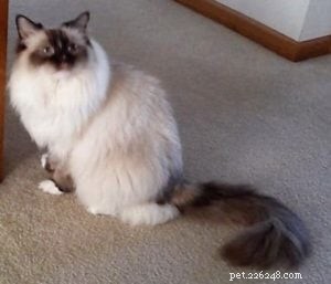 Meet Savannah: The Chocolate‑Point Ragdoll of the Week