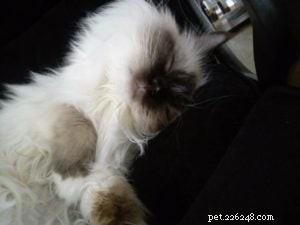Meet Savannah: The Chocolate‑Point Ragdoll of the Week