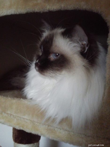 Meet Savannah: The Chocolate‑Point Ragdoll of the Week