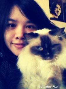 Meet Savannah: The Chocolate‑Point Ragdoll of the Week