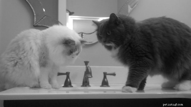 Meet Charlotte & Fletcher: The Adorable Ragdoll Duo