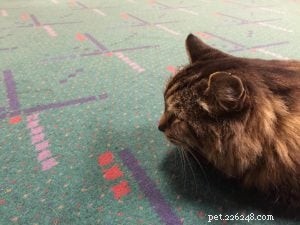 Meet Corduroy: Guinness World Record Holder & the Oldest Living Cat – Exclusive Interview with His Mother