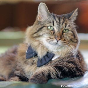Meet Corduroy: Guinness World Record Holder & the Oldest Living Cat – Exclusive Interview with His Mother