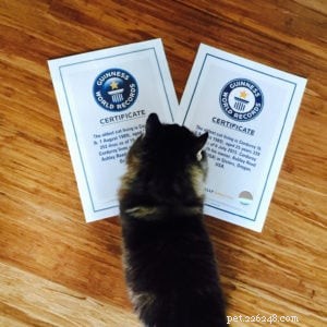 Meet Corduroy: Guinness World Record Holder & the Oldest Living Cat – Exclusive Interview with His Mother