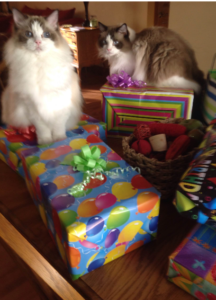 Ragdoll Cats of the Week: Pebbles & Spencer