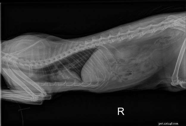 Cat X‑Ray Imaging: Ensuring Safety During Dental Sedation in an 11‑Year‑Old Ragdoll