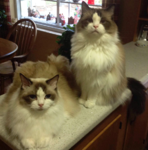 Ragdoll Cats of the Week: Pebbles & Spencer