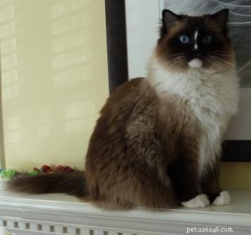 Temperature-Driven Color Changes in Ragdoll Cats: A Case Study with Charlie