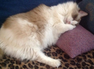 Ragdoll Cats of the Week: Pebbles & Spencer