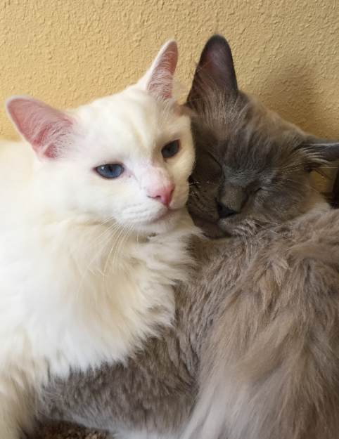 Meet Sinatra: The Charming Blue‑Eyed White Ragdoll of the Week