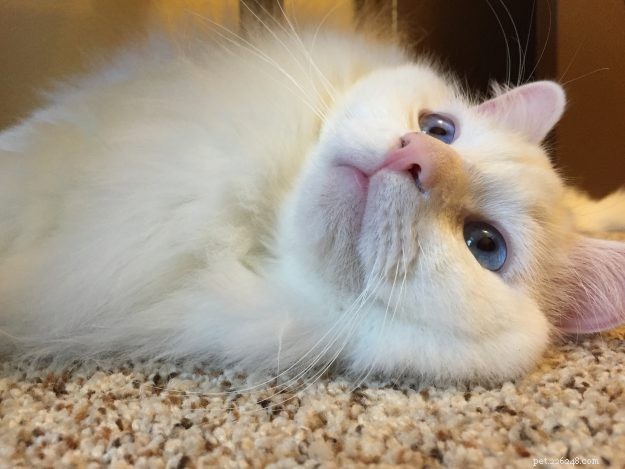 Meet Sinatra: The Charming Blue‑Eyed White Ragdoll of the Week